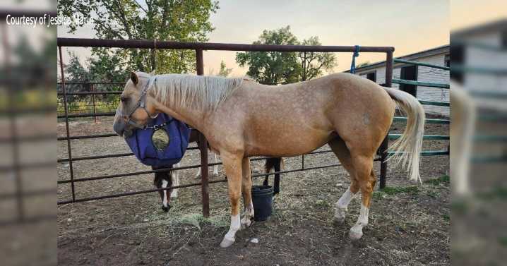 Shepherd woman looking for answers after horse found dead south of Billings