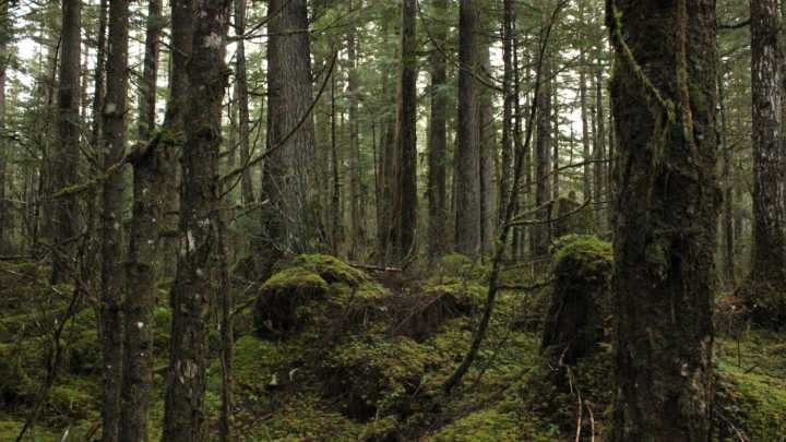 Feds ask court to dismiss timber industry lawsuit that aims to increase Tongass old