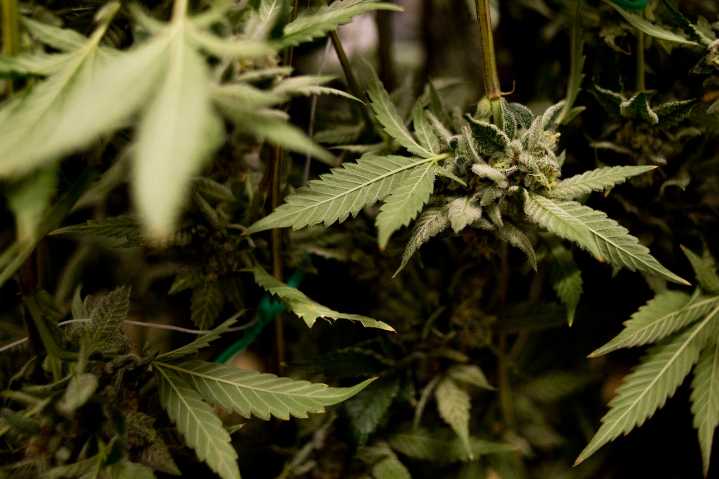 3 men sentenced to federal prison for Midland County marijuana robbery attempt