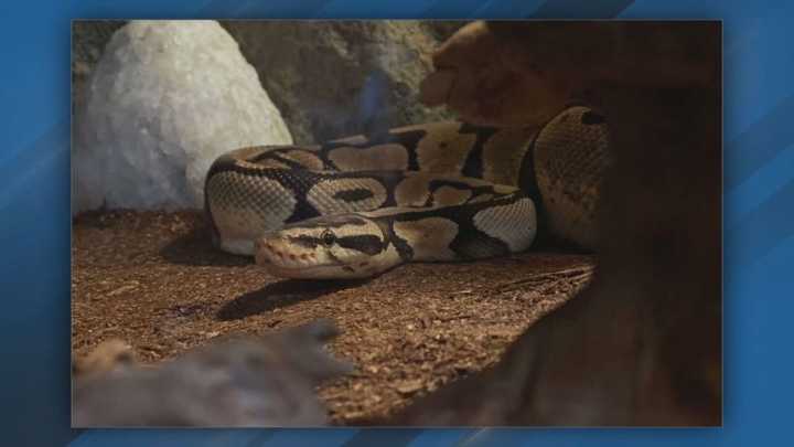Who took Monty? Vernon Elementary's pet python slithers off with a snack