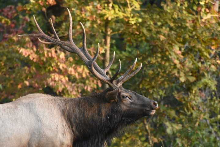 Thousands apply for bear and elk hunting permits in Missouri