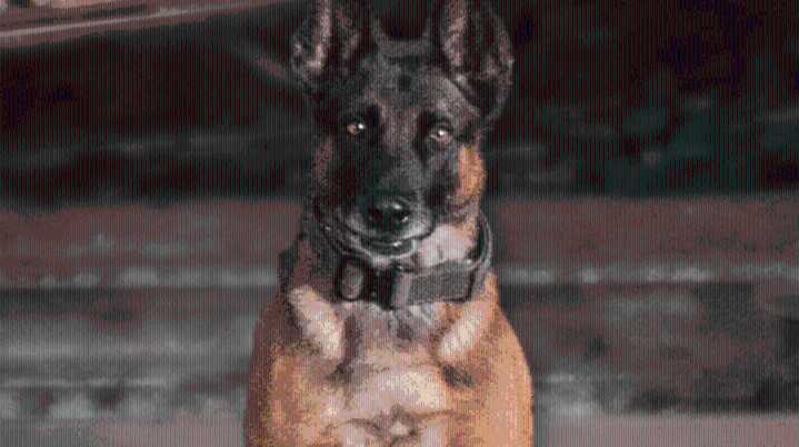 APD: K-9 killed by 'friendly' fire during SWAT standoff