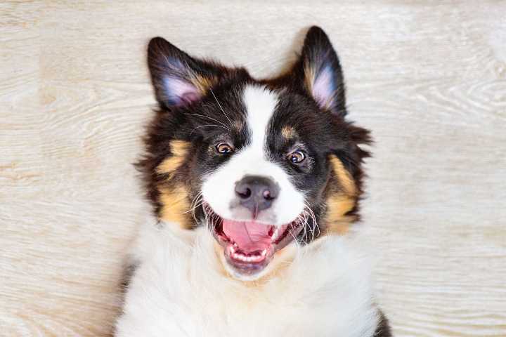 15 Goofy Dog Breeds Everyone’s Secretly Obsessed With