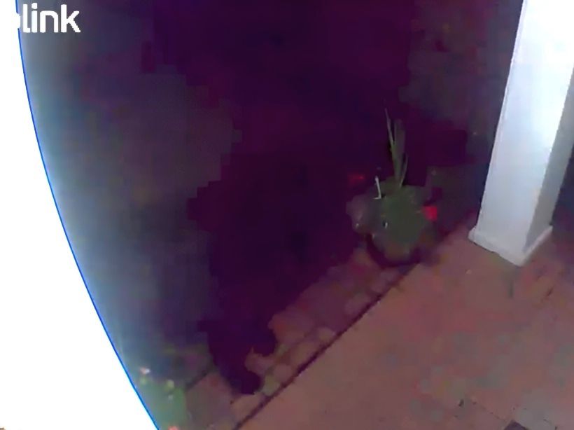 VIDEO: Bear spotted on Warren porch, third sighting this week in Trumbull County