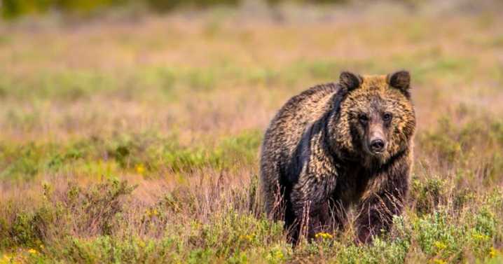 Wyoming bears are active at lower elevations, along roadways