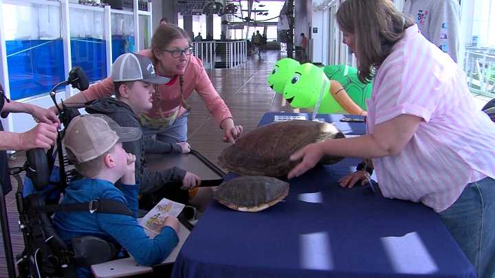 A 'shellabration': Discovery World hosts their first-ever Turtle Fest this weekend