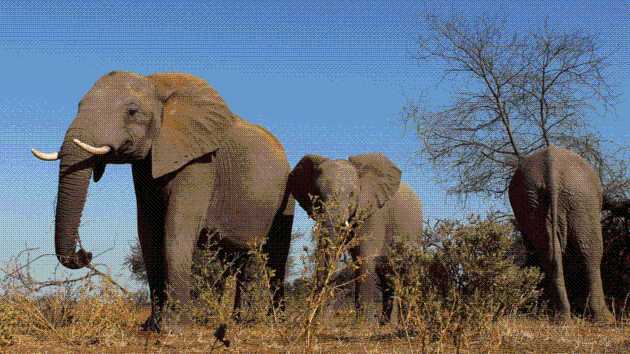 Zimbabwe to kill dozens of elephants and distribute meat to people