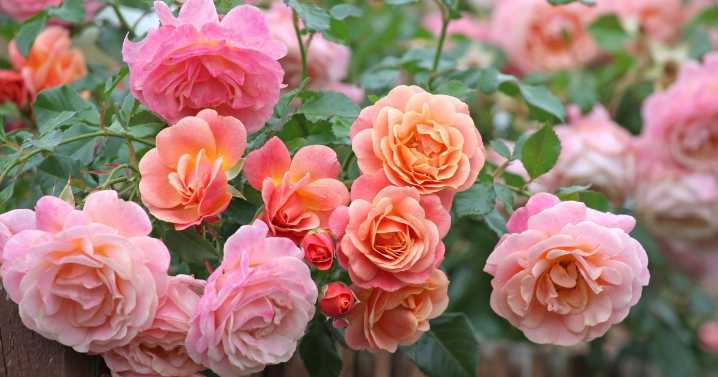 Roses will bloom all summer if you avoid 1 common job in June