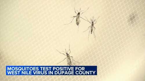 Mosquito virus: Mosquitoes test positive for West Nile Virus in DuPage County, officials say