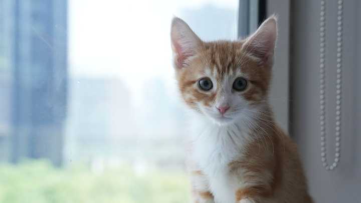 Welcome to kitten season, when animal shelters need all the help they can get