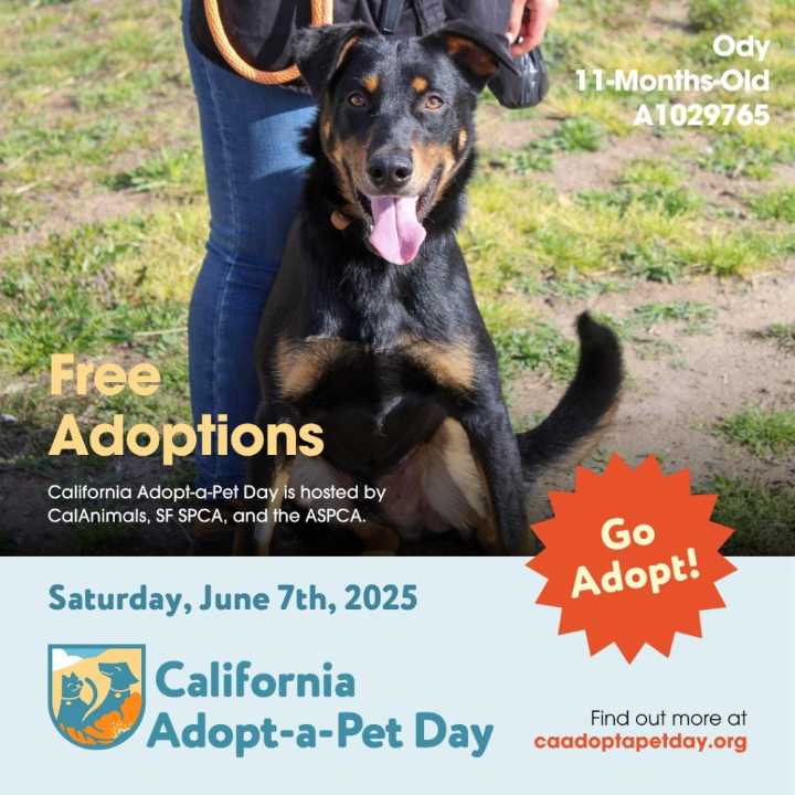 Tails Will Be Waggin’ At Contra Costa’s Adopt-A-Pet Block Party This Weekend