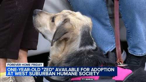 Forever Friday: Meet Zed, your future best friend