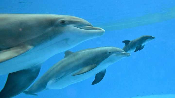 Video shows dolphin calf birth and first breath at Chicago zoo. Mom's friend helped