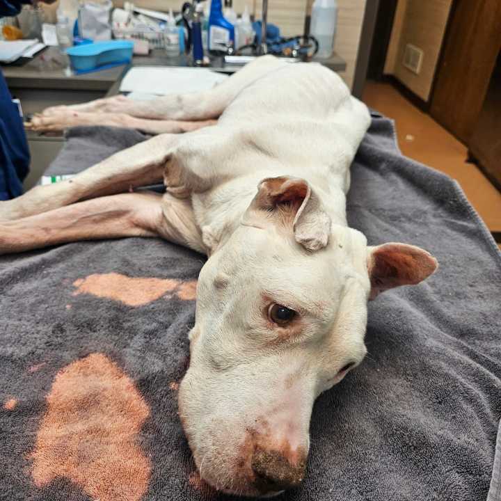 Animal Shelter looking for medical foster for emaciated dog found in Warren