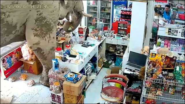 VIDEO: Elephant helps itself to snacks at Thailand store