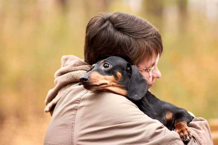 Ultimate 15 Dog Breeds for Cuddly Companions