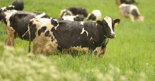State lawmakers from NYC float bill to limit size of dairy farms