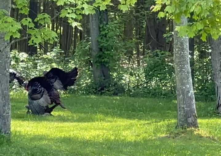 Backyard Drama: Wild Turkey Caught Mating in Upstate New York Yard