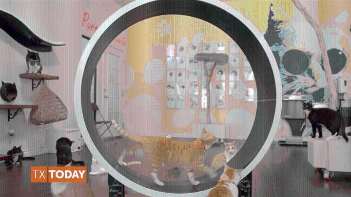 How this CEO’s Love for His Childhood Cat Inspired Him to Help Cat Parents Everywhere With PrettyLitter