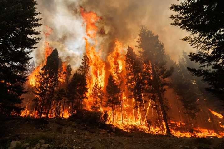 Forest Preservation, Tree Planting Could Actually Worsen Climate Change