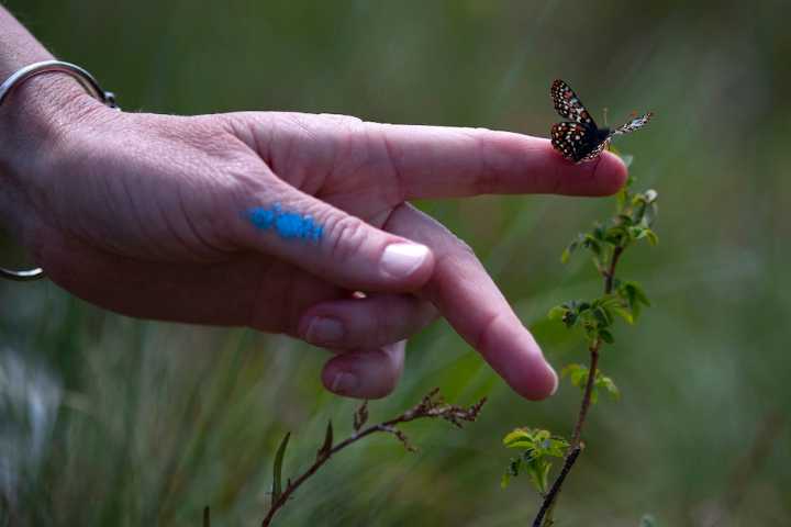 On a wing and a prairie: Puget Sound butterfly avoids extinction with human help