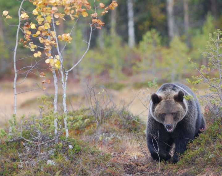 El oso pardo “se mueve” en función de las especies de las que se alimenta – NotiCel 