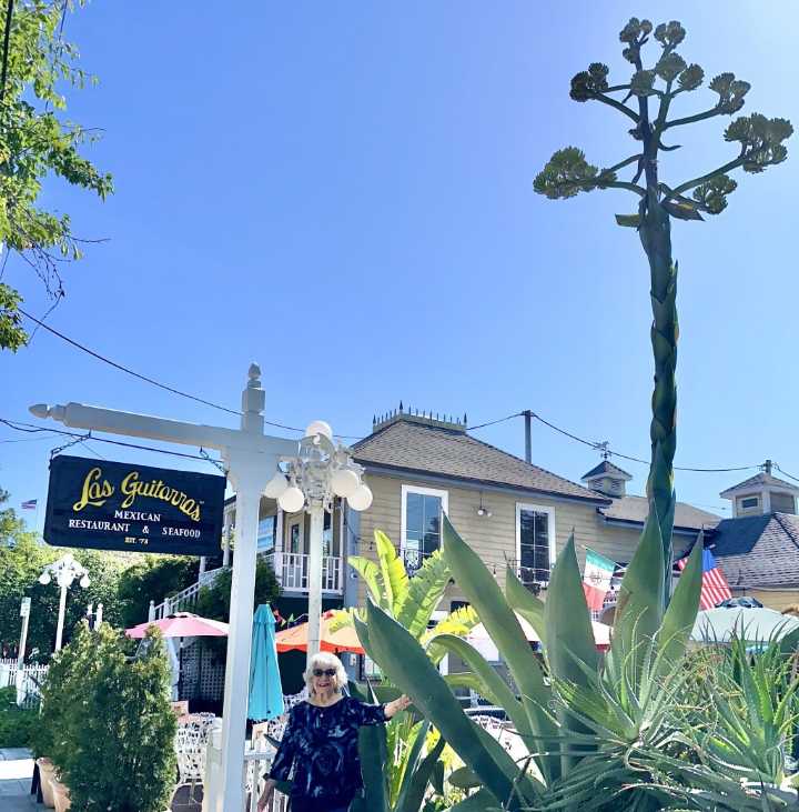 Celebrating a special plant in Novato