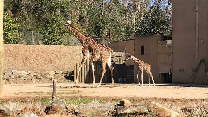 Greenville Zoo giraffe gives birth, 'baby is alert and standing'