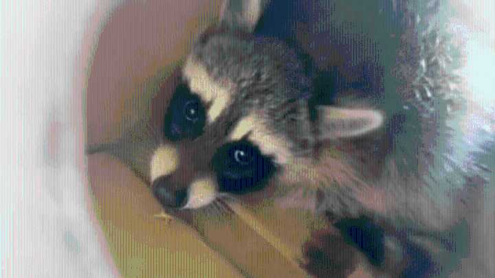 Baby raccoon rescued from a tree by animal services in Leander