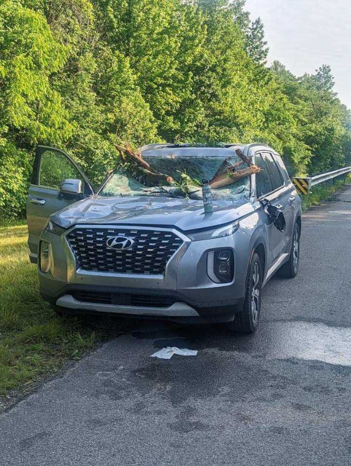 Large tree falls, blocks Highway 27 in Sale Creek