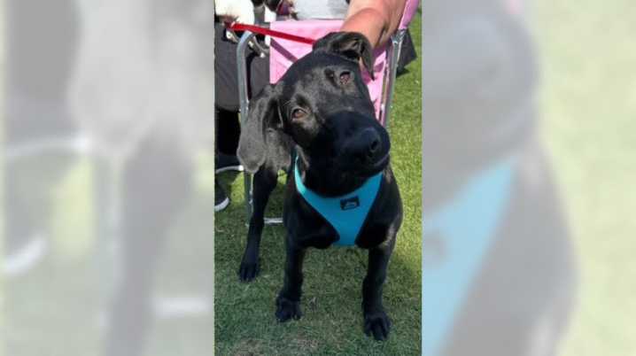 Lab-Dane mix Rufus is a loving, gentle giant – Orange County Register