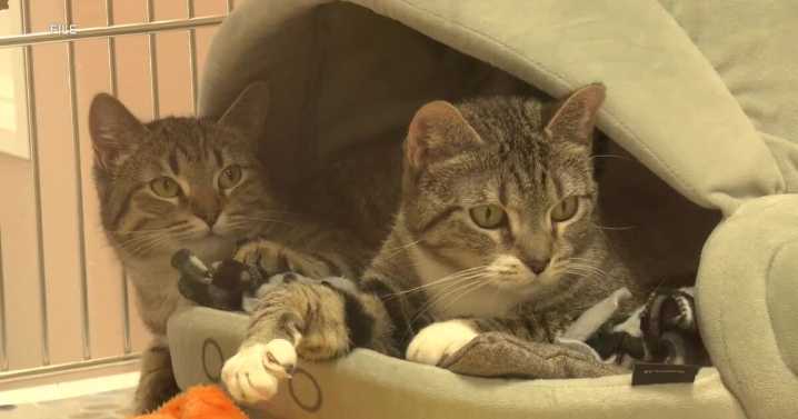 LCHS urges precautions in case a pet goes missing