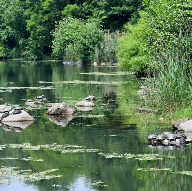 Best of Brooklyn: 5 Ways to Beat The Heat in Brooklyn