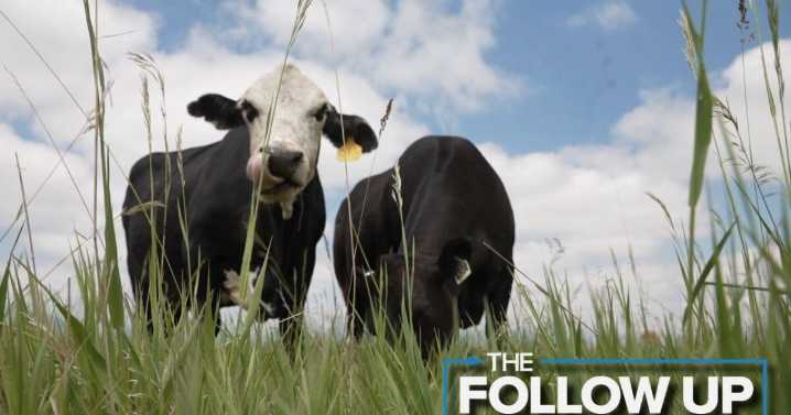 Louisville's cattle grazing program benefits ecosystem, mitigates wildfire risks