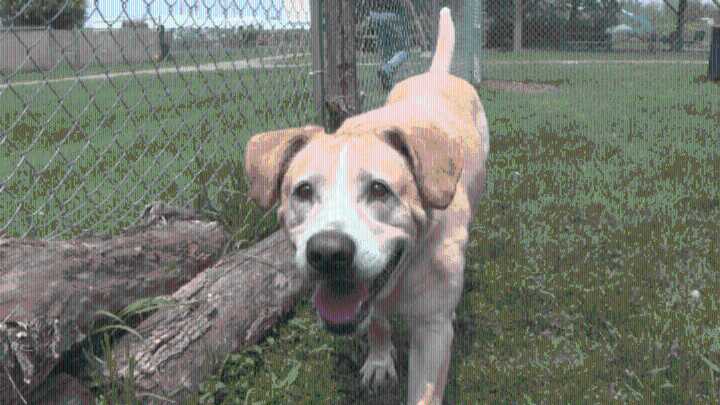 Senior dog Zeus seeks forever home after year at Genesee County shelter