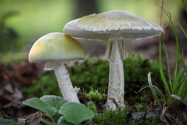 Woman Who Allegedly Killed 3 With Poisoned “Exotic Mushrooms” Said They Have “More Flavor”