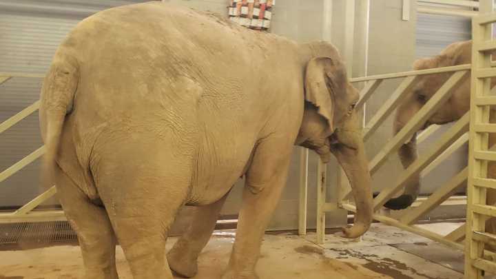 Louisville's beloved elephants settle into new home in Tennessee