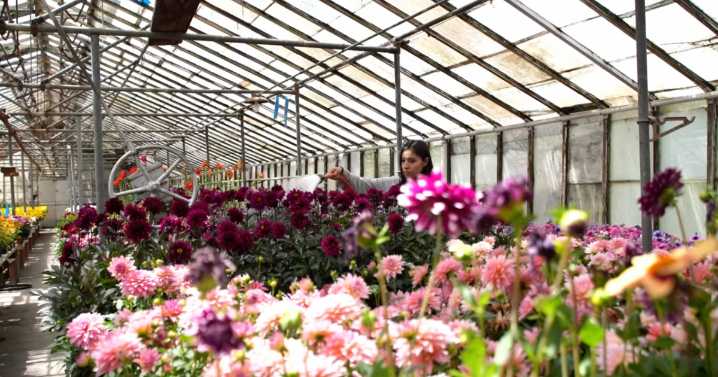 From greenhouse to city spaces: How Salt Lake grows its flowers