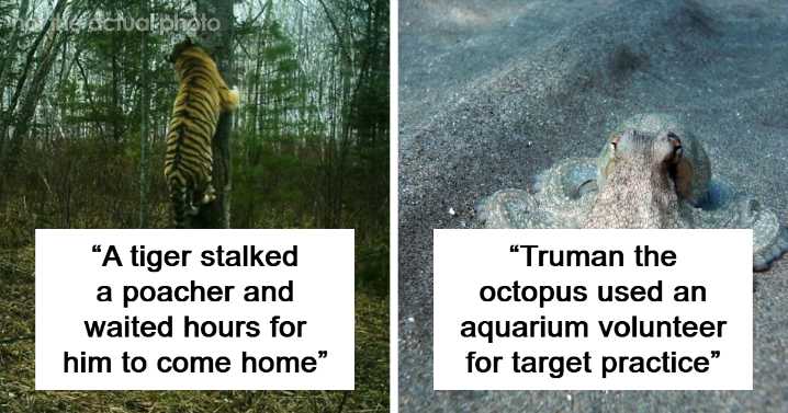 15 Animals Who Messed With Humans And Proved That The Animal Kingdom Is No Joke
