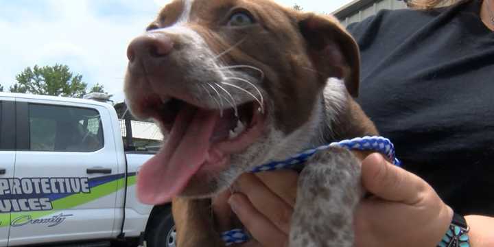 Deputies use Narcan to save dog from drug overdose