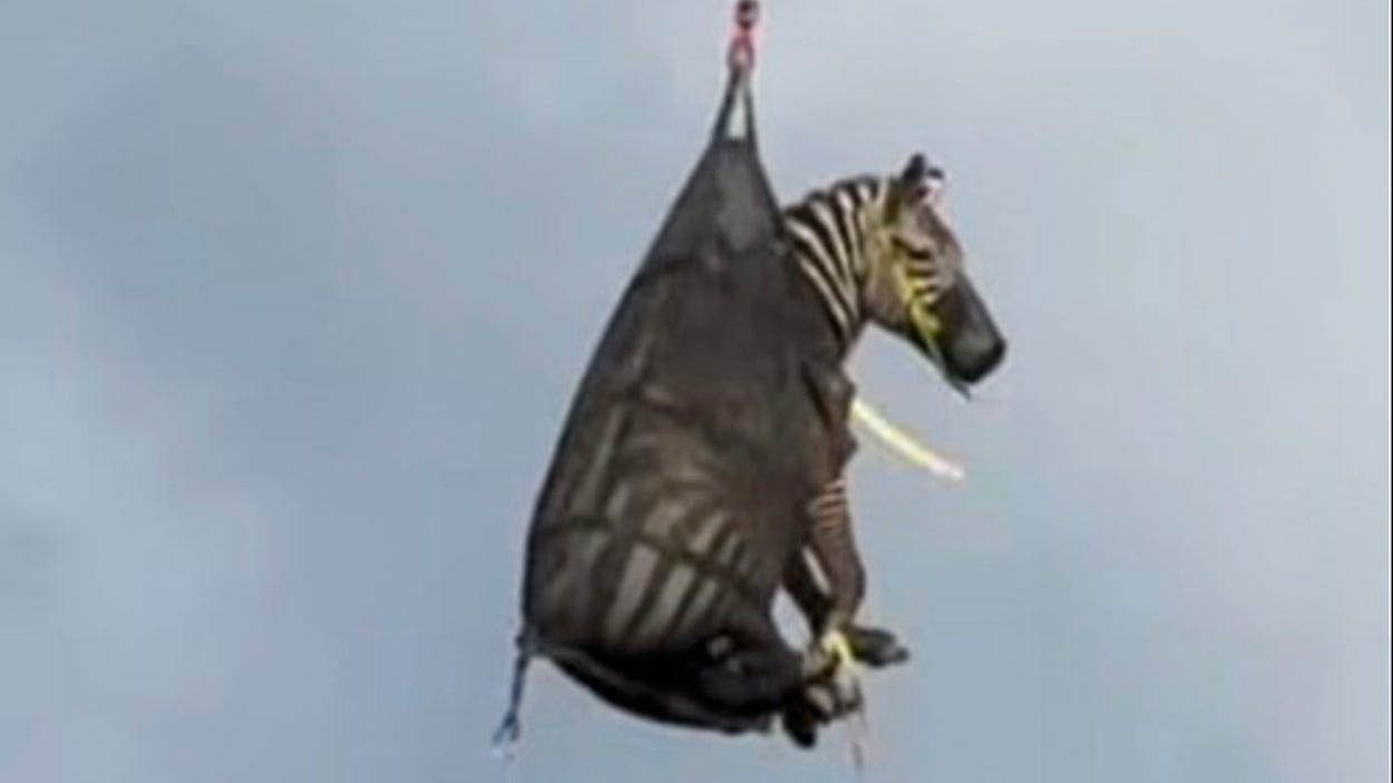 Runaway pet zebra captured in Tennessee