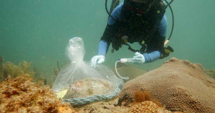Probiotics could help save caribbean coral reefs from extinction
