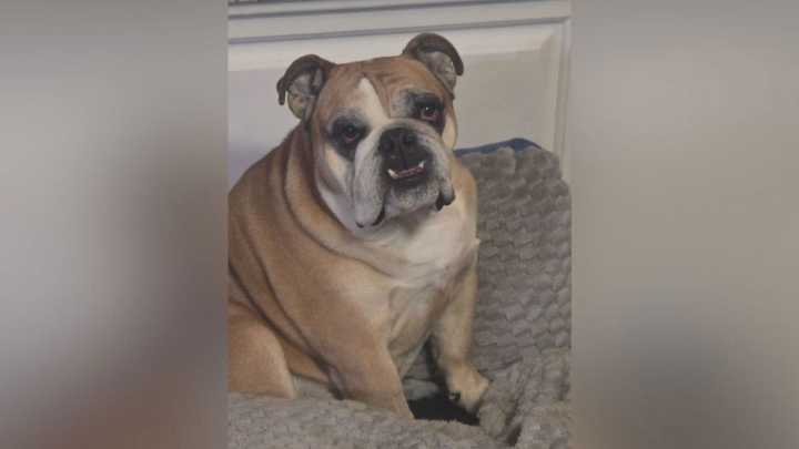 Cripple Creek family says English Bulldog survived for 29 days lost in the wilderness