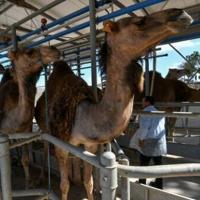 In Tunisia's arid south, camel milk offers hope for economic gain