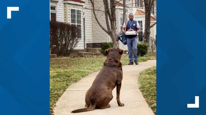 USPS reports increase in dog attacks on mail carriers, launches 'Dog Bite Awareness' campaign