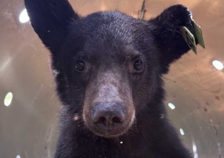 Orphaned Bear Cubs Return To Wild In Upstate New York