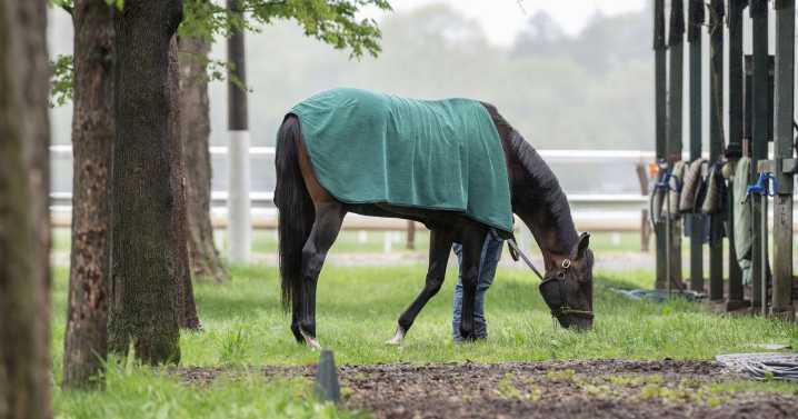 Saratoga ready for second act with Journalism