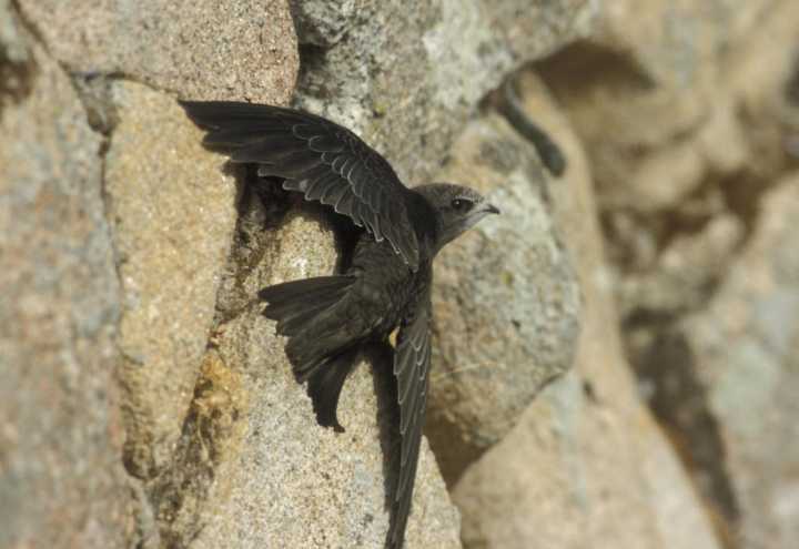 SEO/BirdLife reclama medidas urgentes para proteger al vencejo