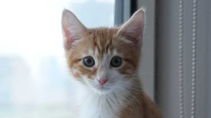 Welcome to kitten season, when animal shelters need all the help they can get