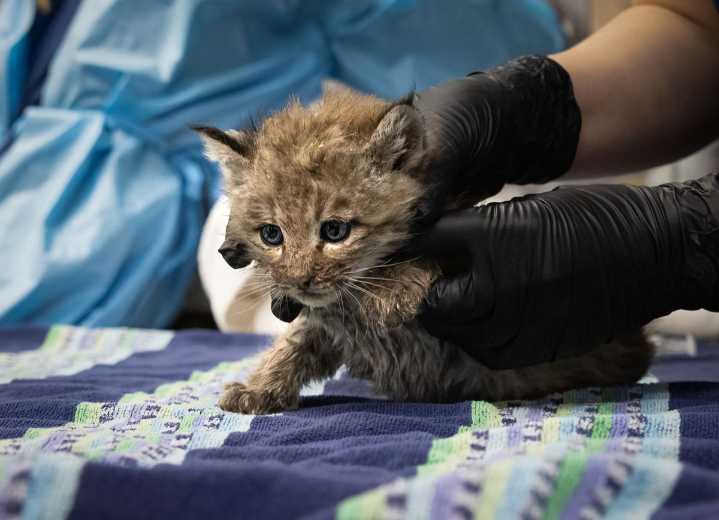 Two orphaned bobcat kittens rescued from rest area, now being rehabilitated at Think Wild in Bend